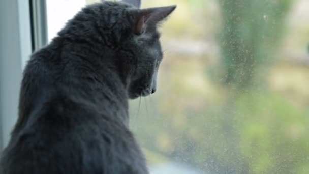 Kleine jongen met zwarte kat zitten in de buurt van venster thuis — Stockvideo