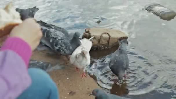Madre y su pequeño hijo alimentando patos en otoño — Vídeos de Stock