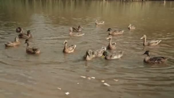 Los patos en el agua del lago comen pan — Vídeos de Stock