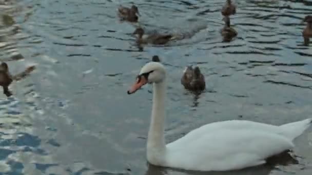 Madre con su hijo alimentando cisnes y patos — Vídeo de stock