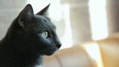 profilde kara kedi