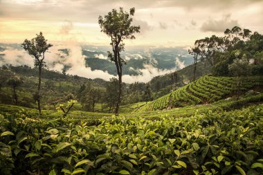 Tea plantation in Sri Lanka clipart