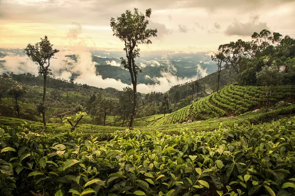 Teplantage i Sri lanka Stockfoto