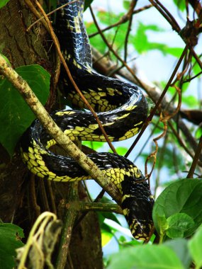 Carpet python curled on a branch clipart