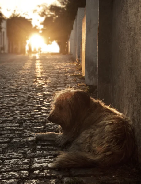 Obdachloser Straßenhund — Stockfoto