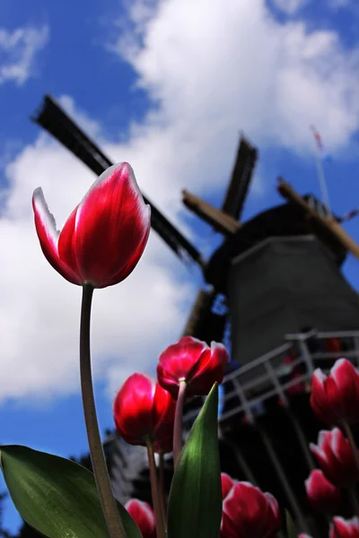 Kinderdijk w Holandii - wiatrak — Zdjęcie stockowe