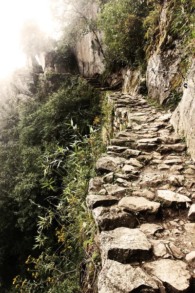 Kamenná cesta v džungli. — Stock fotografie