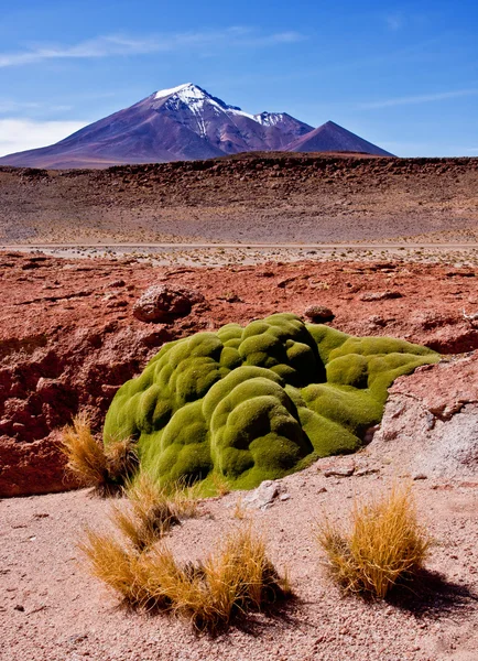 Güzel Altiplano Dağları. — Stok fotoğraf