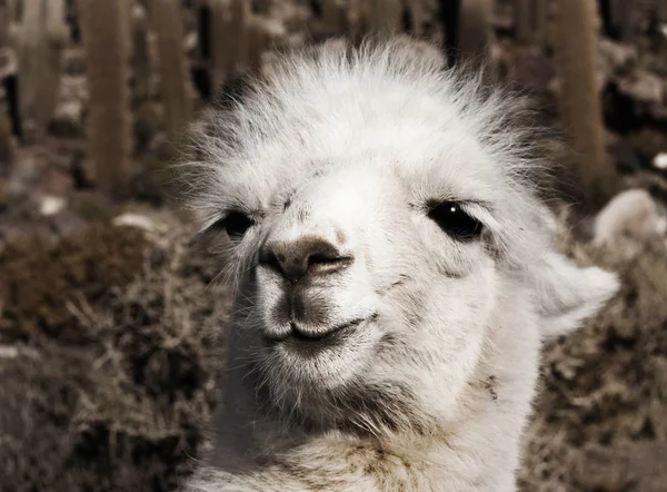 Alpaca in Cactus Island Royalty Free Stock Photos