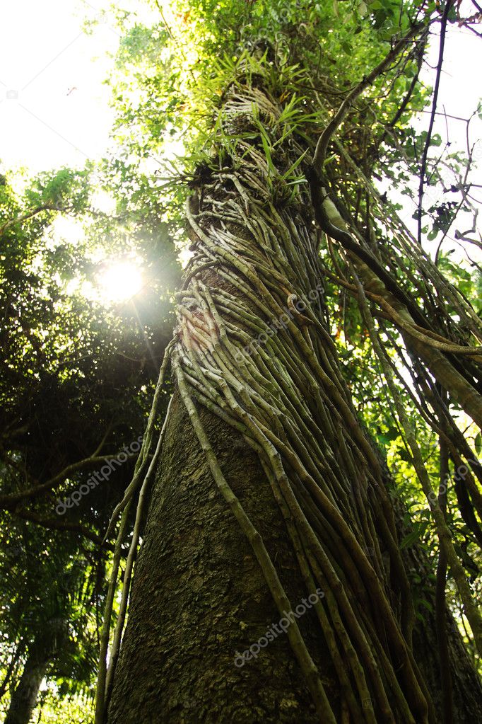 Morning in tropical jungle