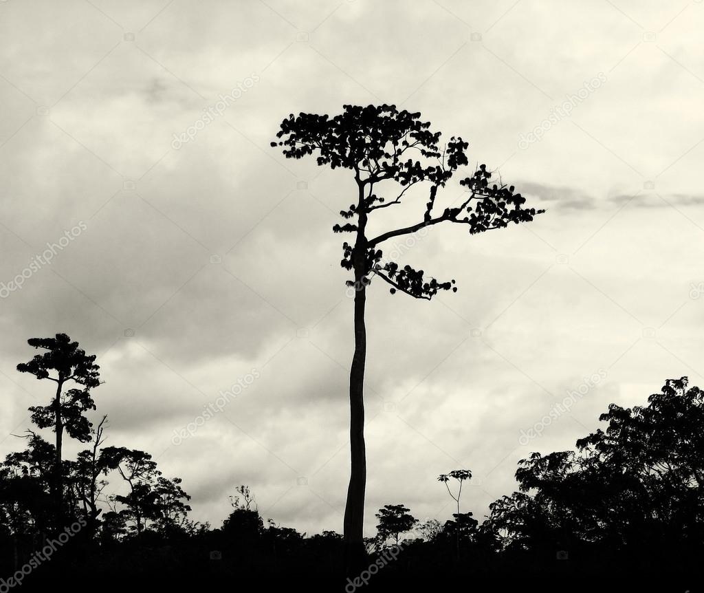 High tropical tree