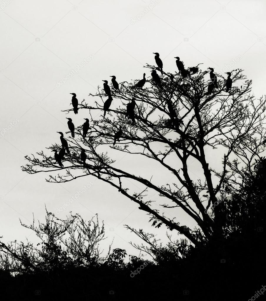 Birds sitting on a tree