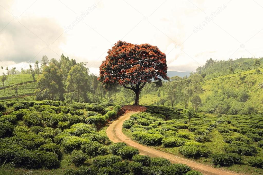 Red tree on tea plantation