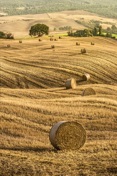 Tuscany mezők Stock Kép