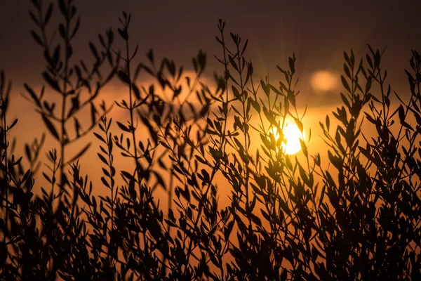 Solen bakom busken Royaltyfria Stockfoton