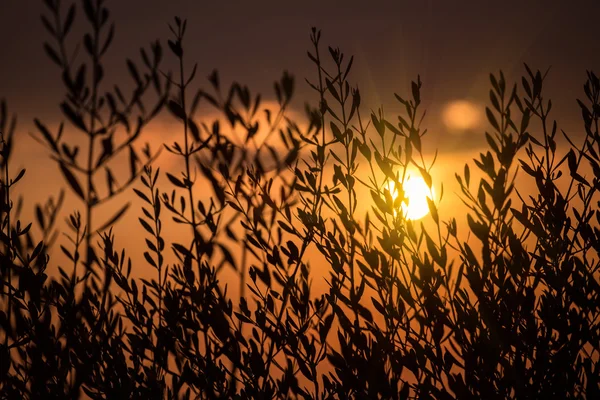 Bush arkasında güneş Telifsiz Stok Fotoğraflar