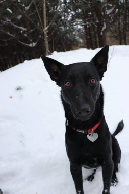 Mutlu köpek kız avuçlarında 
