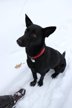 Mutlu köpek kız avuçlarında 