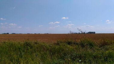 Buğday tarlası hasat sonrası hasat.
