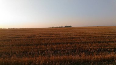 Hasattan sonra buğday tarlası