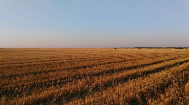 Buğday hasadı üstüne tarla