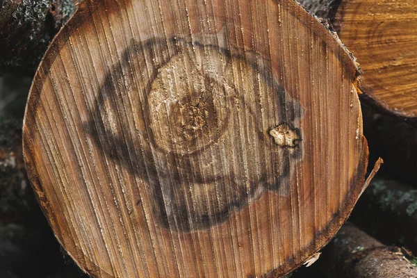 Cross section of a tree trunk, a log with annual rings. Wood structure, close-up.