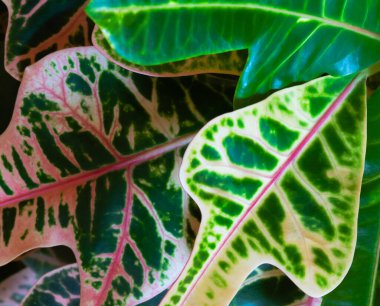 Tropikal bitki Croton 'un parlak yaprakları ve çeşitli süslemeleri. Renkli çiçek arkaplanı, seçici odak. 