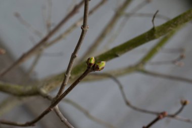 Ağaç dalları ve tomurcukları. Bahar güneşli, güneşli sıcak bir gün. Gortisontal fotoğraf, seçici odak. 