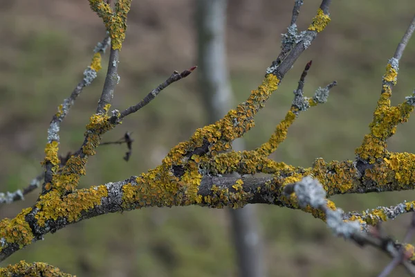 Close Tree Branch Whose Bark Infested Golden Shield Lichen Spring — Stock Photo, Image