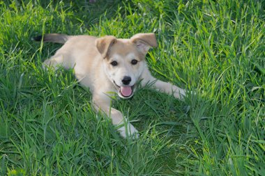 Neşeli bir bej köpek yavrusu aktif oyundan sonra yeşil çimlerin üzerinde dinleniyor. Yatay fotoğraf. 