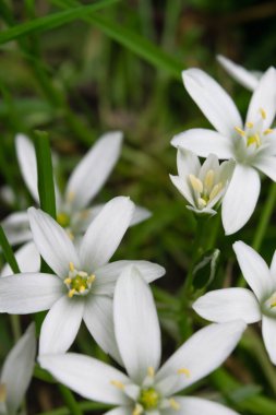 Tamamen açık tomurcukları olan yeşil yaprakların arasında ilkbahar beyaz çiçekleri. Dikey fotoğraf. Seçici odak. 