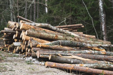 Temizleme, kesme, kereste toplama. Ormanın kenarındaki ağaçların kesilmiş kütükleri birikti. Yatay fotoğraf. 