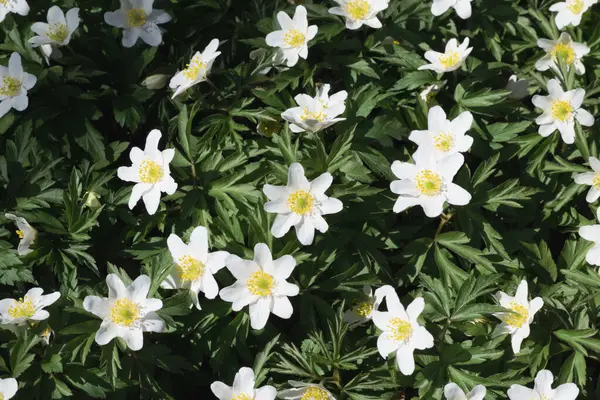 Kwitnące Białe Wiosenne Ukwiały Wiosną Wybiórcze Skupienie Zdjęcie Poziome — Zdjęcie stockowe