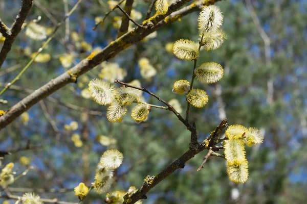 Branch Blossoming Pussy Willow Background Blue Sky Palm Sunday Easter — Stock fotografie
