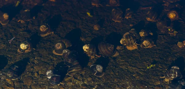 Moluska Dengan Kerang Bawah Air Daerah Pesisir Foto Horisontal — Stok Foto