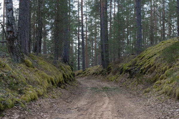 Forest road. A clean pine forest with high slopes overgrown with green moss. Horizontal photo.