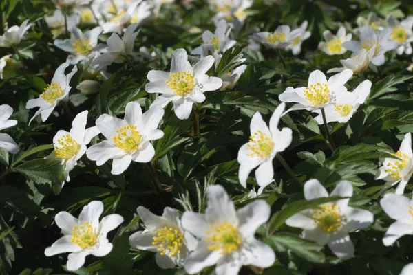 Jasny Kwitnący Dywan Białych Wiosennych Ukwiałów Wiosną Wybiórcze Skupienie Zdjęcie — Zdjęcie stockowe