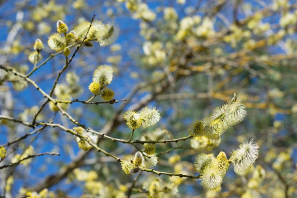 Palm Sunday Easter Branch Blossoming Pussy Willow Background Blue Sky — Fotografia de Stock