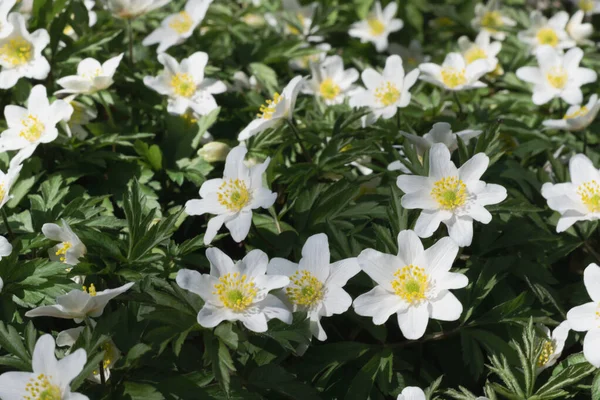 Kwitnie Pierwsze Wiosenne Kwiaty Anemonów Wiosną Wybiórcze Skupienie Zdjęcie Poziome — Zdjęcie stockowe