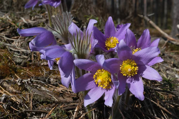  Güneşli bir günde ormandaki bahar mor çiçekleri. Uyku otu. Çiçek açıyor. Yakın plan. Yatay fotoğraf.