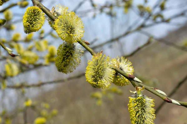 Easter Yellow Branch Blossoming Pussy Willow Close Springtime Selective Focus — Stockfoto