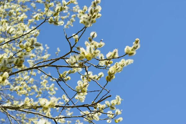 Weiden Gelbe Zweige Einer Blühenden Weide Auf Einem Hellen Hintergrund Stockbild