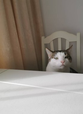 Beyaz tekir beyaz, boş bir masada bir sandalyede oturuyor. Kedi masada sinsi sinsi görünüyor. Seçici odaklanma. Mesajın için yeri olan bir fotoğraf..