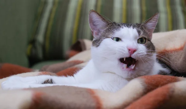 Говорящая Кошка Домашний Взрослый Кот Лежит Одеяле Открытым Ртом Пытается — стоковое фото