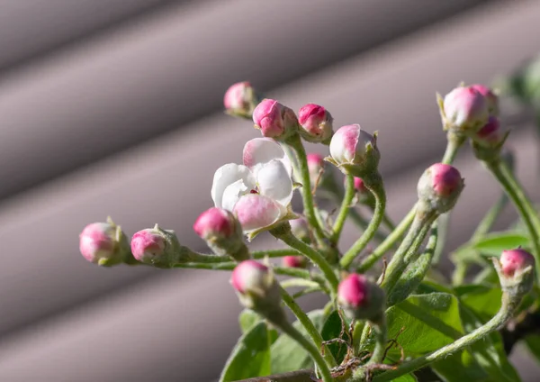 Kvetoucí Poupata Růžové Květy Jabloně Pozadí Béžové Dřevěné Stěny Jaro — Stock fotografie