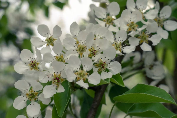 Грушевое Дерево Цветет Большими Белыми Цветами Весенний День Весенние Обои — стоковое фото