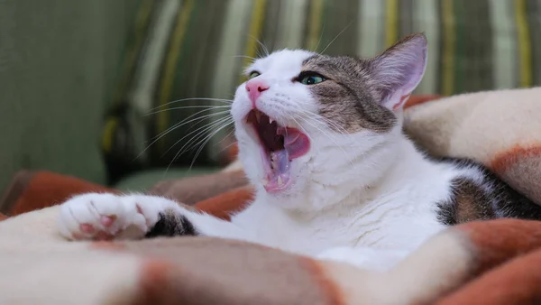 Домашний Взрослый Кот Лежит Одеяле Открытым Ртом Пытается Сказать Выборочный — стоковое фото