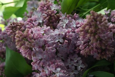 Güzel mor bir leylağın dalları. Bahçe çalıları. Yakın plan. Seçici odaklanma. Yatay fotoğraf. 