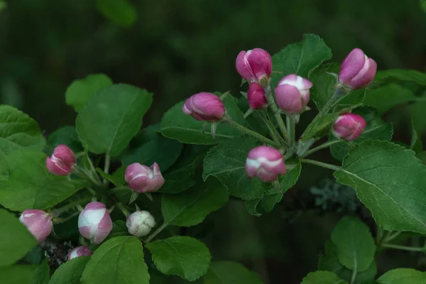 Różowe Pąki Kwitnącego Jabłoni Gałęzi Zielonymi Liśćmi Naturalne Wiosenne Tło — Zdjęcie stockowe