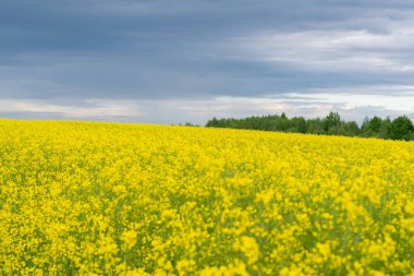 Sarı kolza tohumu ekilmiş. Tarım arazisi. Parlak, güzel bir zıt renkler manzarası. Yatay fotoğraf. 